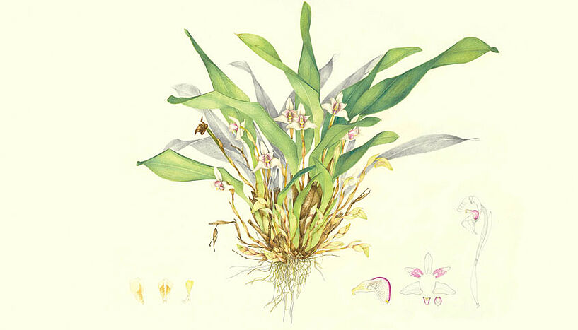 Detailreiche Illustration einer tropischen Orchidee