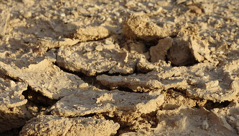 Abb. 3: Bild von Biokrusten in der Negev-Wüste während der Trockenzeit. 

