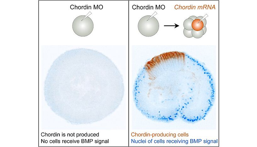 Abb. 2: Bild von Nematostella-Embryos, bei denen durch Mikroinjektion eines Antisense-Morpholinos (Chordin-MO) die BMP-Signalübertragung nicht mehr funktioniert (keine blauen Zellkerne im linken Bild). Durch die Injektion von Chordin-mRNA in eine Zelle des Embryos im 8-Zell-Stadium wird die BMP-Signalübertragung wieder hergestellt. Die Nachkommen der injizierten Zelle sind im rechten Embryo orange gefärbt.