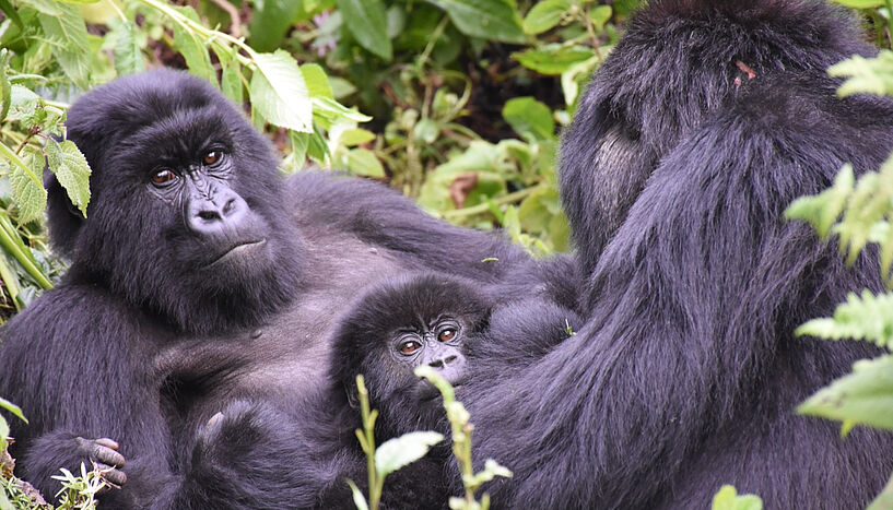 Abb. 3: Berggorilla-Mutter und ihr Junges zusammen mit einem anderen Weibchen während einer Ruhephase