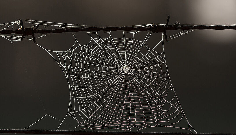 Spinnennetz mit vielen kleinen Wassertröpchen an einem Stacheldraht