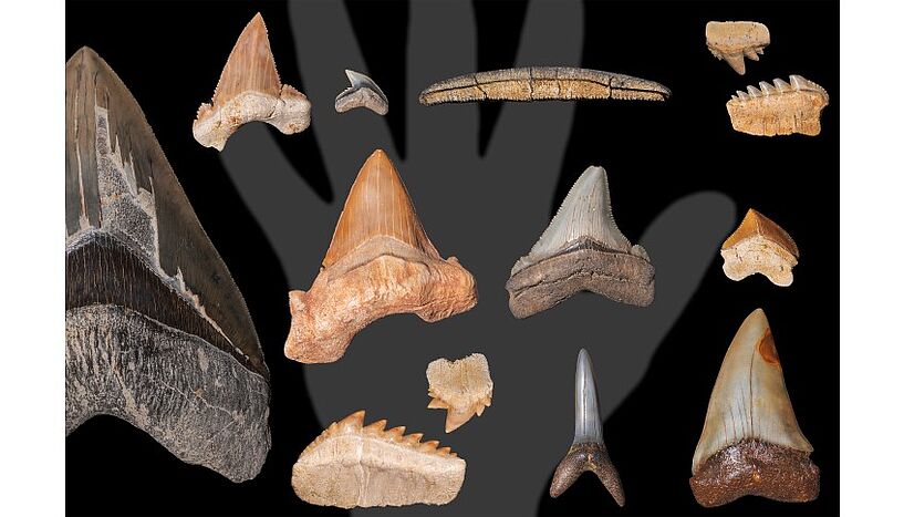 Fig. 2: A picture of a collection of fossilised shark and ray teeth.
