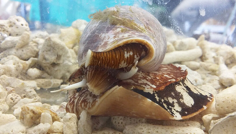 The snail in the aquarium.
