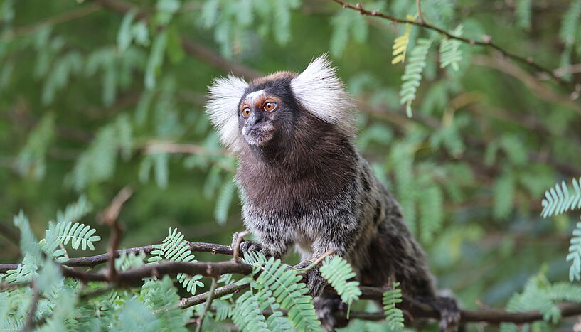 Marmoset monkey in the wild