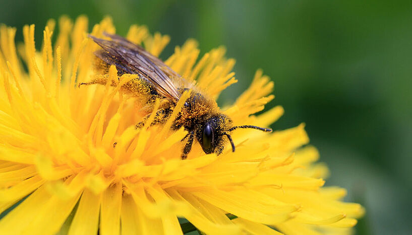 Nahaufnahme einer Biene auf einer Blüte. 