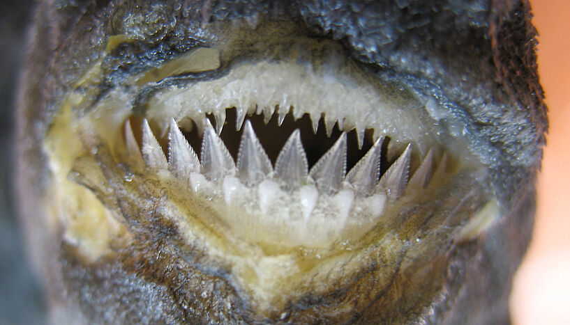 Frontale Detailansicht eines Haigebisses. Die untere Reihe wird durch dreieckige, gezähnte Zähne gebildet, die obere Reihe durch eiszapfenförmige Zähne.
