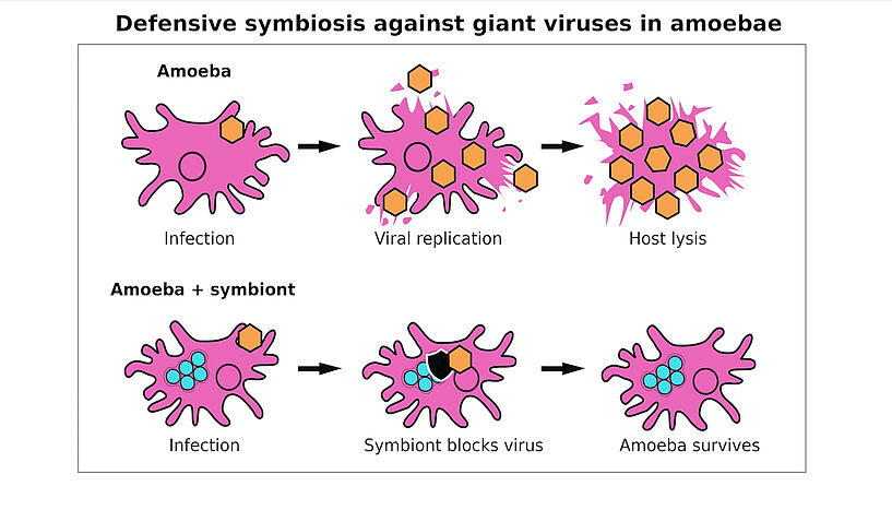 Abb. 2: Grafik einer Amöbe, die mit Viennavirus und bakteriellen Symbionten infiziert ist 