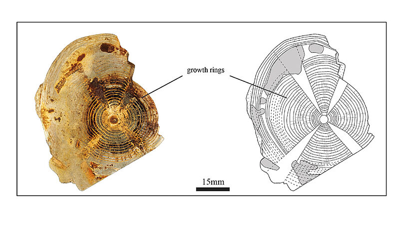 A section through the shark vertebra reveals growth rings, like in tree stems.