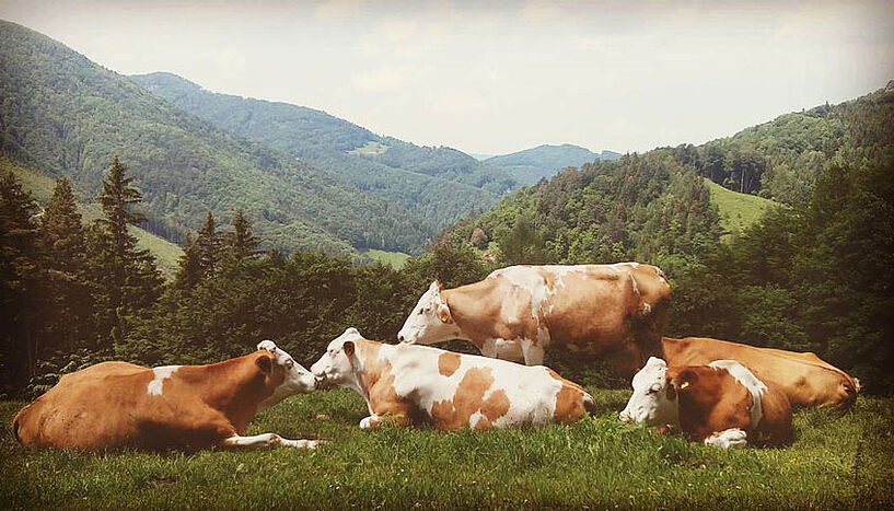Kühe in den Alpen.