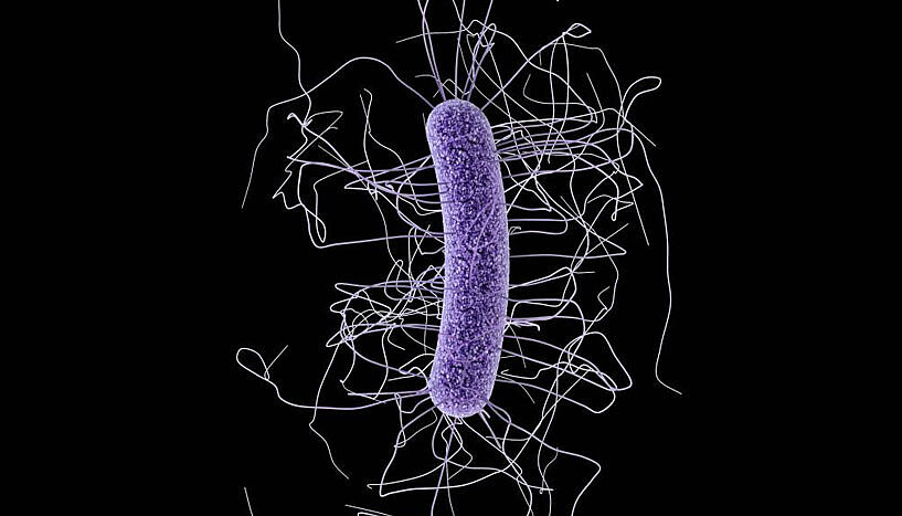 Ein digital kreierte Darstellung des Stäbchenbakteriums.
