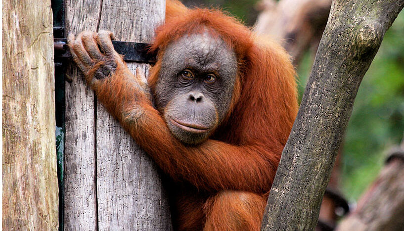 female orangutan 
