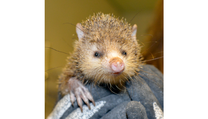 Fig. 1: Picture of a tenrek.
