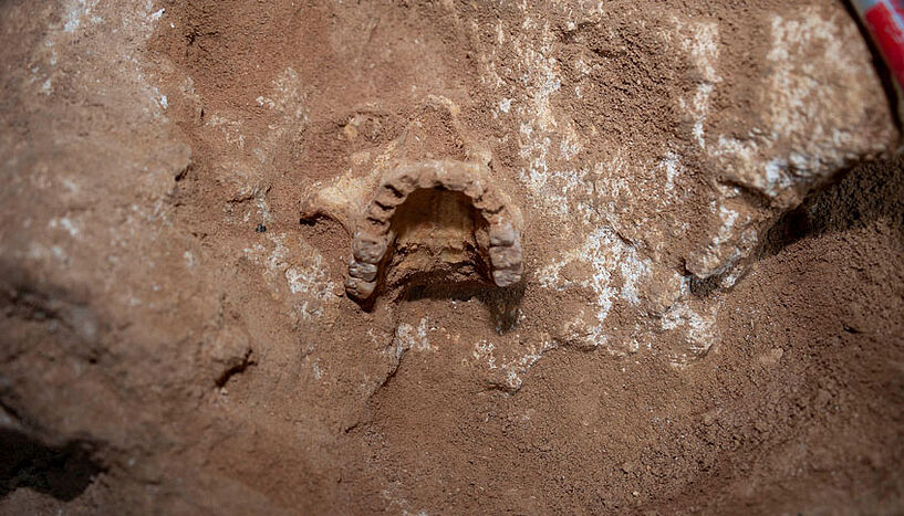 Ein Kiefer mit Zähnen an einer Ausgrabungsstätte. 