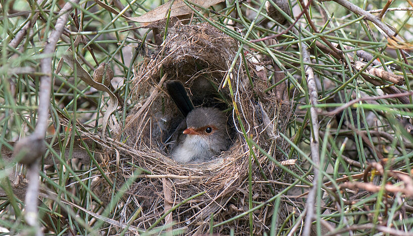 Abb. 1: Prachtstaffelschwanz-Weibchen im Nest