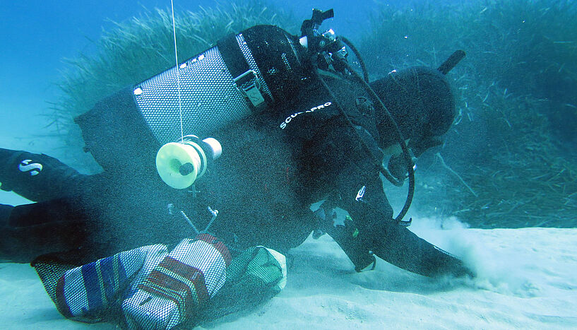 Das Foto zeigt einen Taucher aus dem Forschungs-Team auf der Suche nach Mondmuscheln.