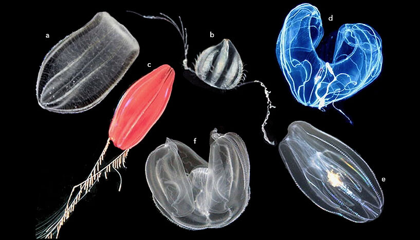 Picture of some representative comb jellies