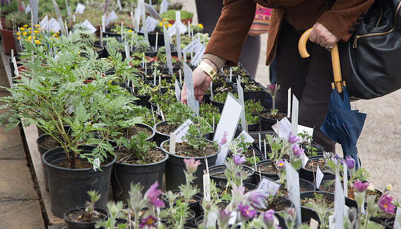 Gartenfreunde finden bei der Raritätenbörse ein attraktives Angebot seltener Pflanzenarten abseits vom Massensortiment (Copyright: Patrizia Gapp).