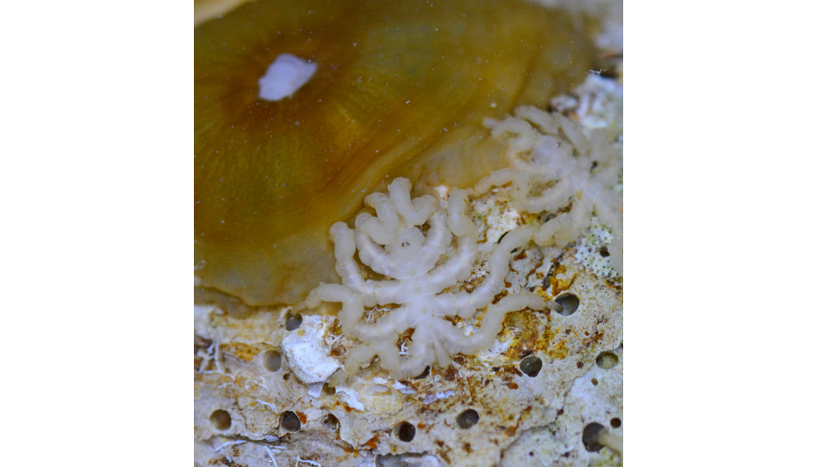 Fig. 1: Picture of Pycnogonum litorale, an adult male feeding on a sea anemone.