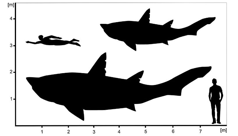 Hypothetische Silhouetten des ausgestorbenen Hais †Ptychodus zeigen die berechnete Minimal – und Maximalgröße des untersuchten Exemplars aus Spanien.