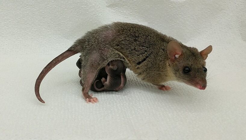 Abb. 2: Bild eines Opossums.