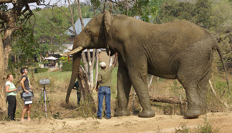 Elefantenforscherin Angela Stöger und ihr Kollege Anton Baotic bei der Aufnahme der Lautkommunikation der Elefanten.
