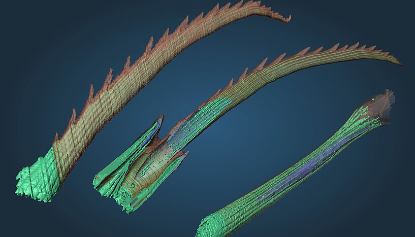 Abb. 3: 3D-Rekonstruktion der verschiedenen Segmente der Borsten des Meeresringelwurms Platynereis dumerilii. 
