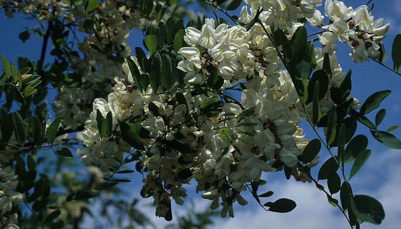 Black Locust, a tree native to North America