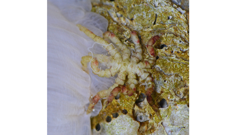 Fig. 2: Picture of Pycnogonum litorale, an adult female feeding on a sea anemone.