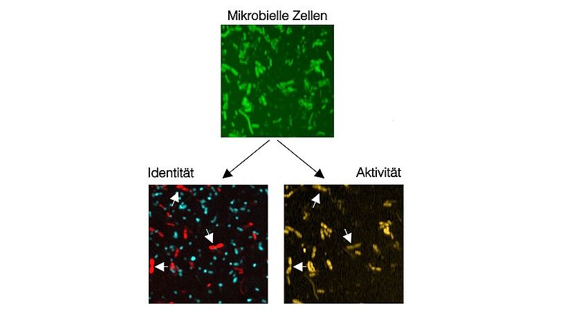 Abbildung 2: Identifikation (Fluoreszenz, links) und Bestimmung der metabolischen Aktivität (SRS, rechts) von Fucose-konsumierenden Bakterien des Darm-Mikrobiom