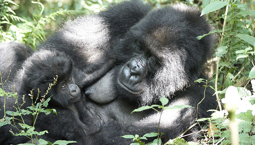 Abb. 2: Berggorilla-Mutter und ihr Junges während einer Ruhephase
