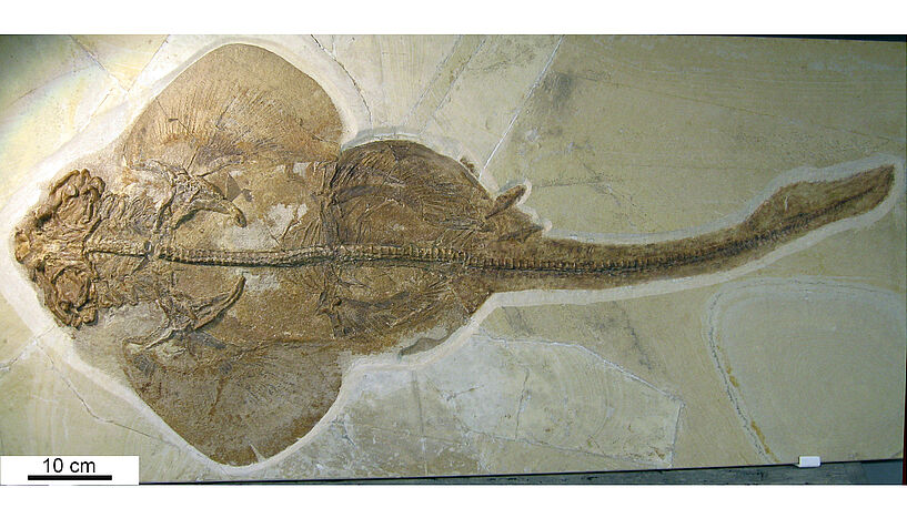 Fossil