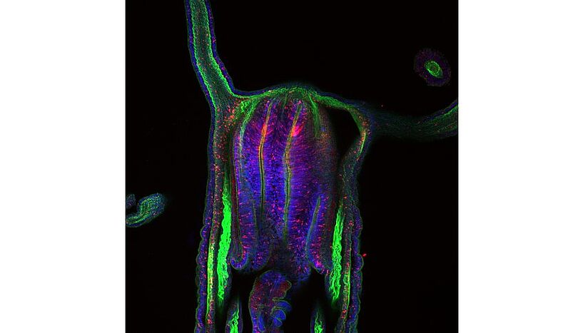 Fig. 2: Optical longitudinal section of a sea anemone with nanos1-transgenic neuronal cells (red) in both cell layers.  Muscles are stained green, cell nuclei in blue.