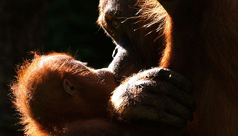 mother and child orangutans 
