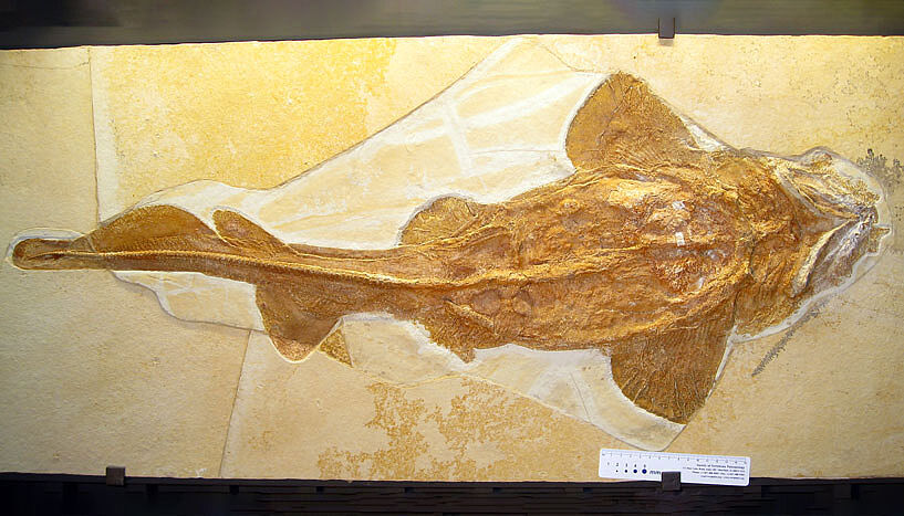 Zu sehen ist das Fossil des Haies - das versteinerte Abbild setzt sich farblich recht deutlich von dem Gestein ab, in dem es sich befindet. 