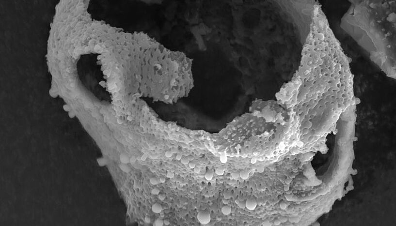 Eine rasterelektronische Aufnahme eines aufgebrochenen Pollenkorns.
