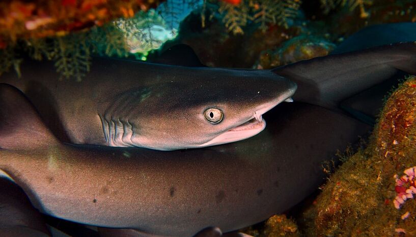 Abb. 1: Bild von einer Gruppe ruhender Weißspitzen-Riffhaie (Triaenodon obesus) unter einer Tischkoralle vor der Küste Indonesiens.
