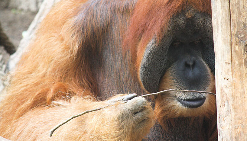 adult male orangutan
