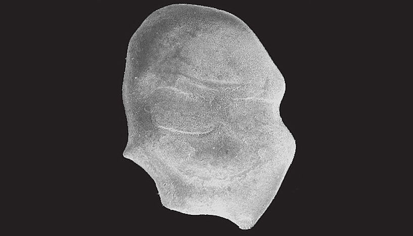 A scanning electron micrograph of a flat, sharp-edged object.