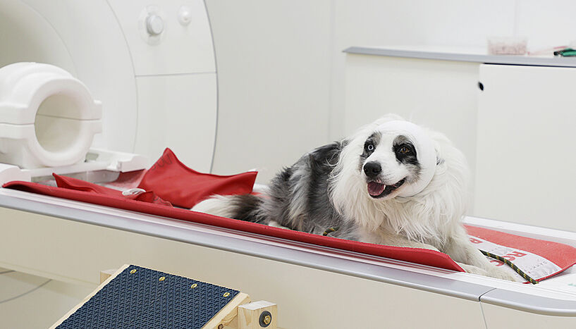 Abb. 2: Ein Hund liegt auf dem Bett vor dem Magnetresonanztomographen, er hat einen Verband um den Kopf.