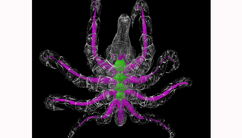 Abb. 3: 3D-Rekonstruktion des Darms (magenta) und der zentralen Elemente des Nervensystems (grün) aus einem Röntgen-Mikro-Computertomographischen Datensatz von P. litorale.