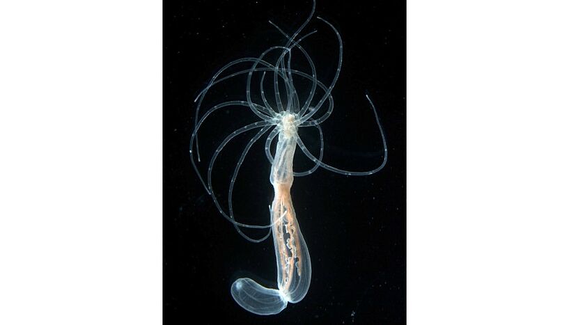 Figure 1: Image of an adult polyp of the sea anemone Nematostella.