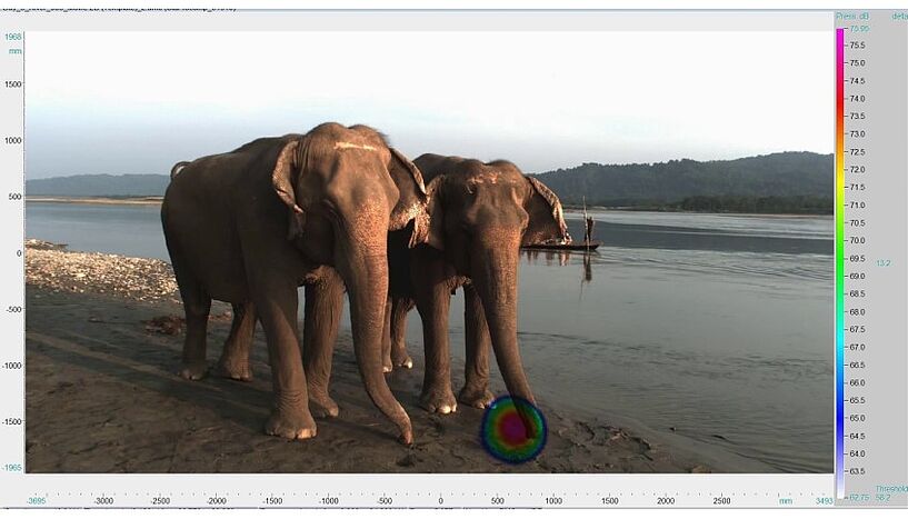Abb. 2: Eine Aufnahme der akustischen Kamera von zwei Elefeanten, das Bild zeigt ein akustisches Signal aus dem Rüssel der Elefanten
