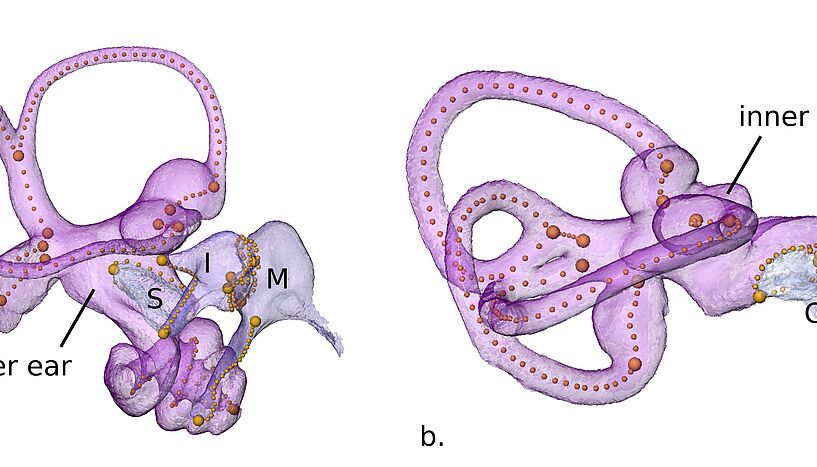 Illustration of the ear