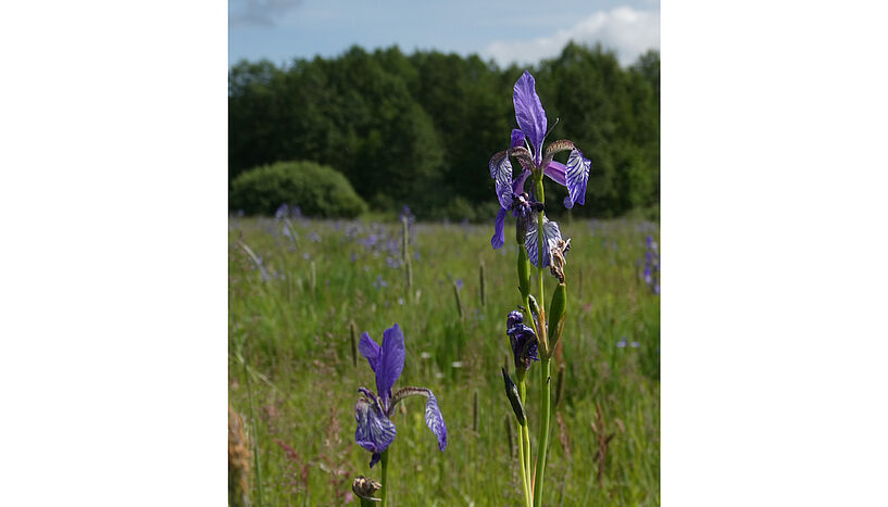 Abb. 2: Iris sibirica, Sibirien-Schwertlilie; Rote Liste Österreich: gefährdet, Rote Liste Kärnten: stark gefährdet. 