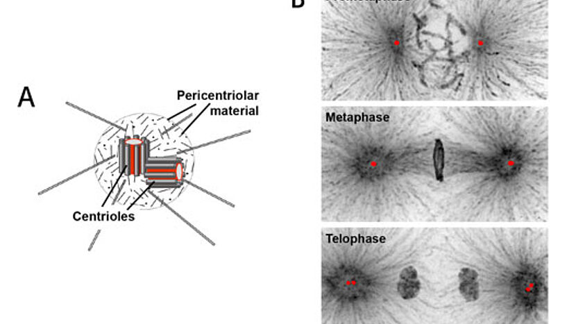Keeping centrioles in check to ensure proper cell division
