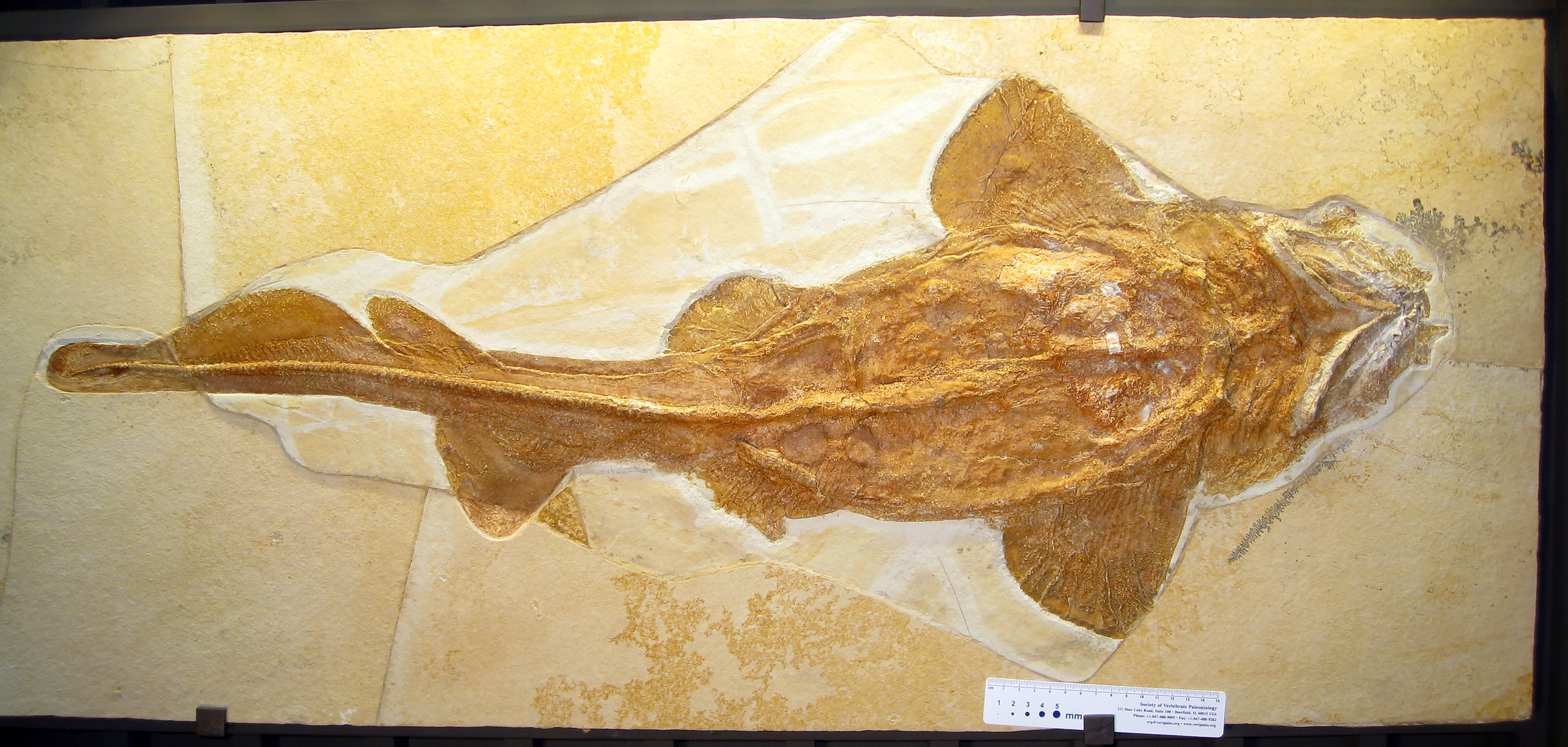Первобытные рыбы. Palaeocarcharias stromeri. МЕГАЛОДОН ископаемые останки. Окаменелости акул.