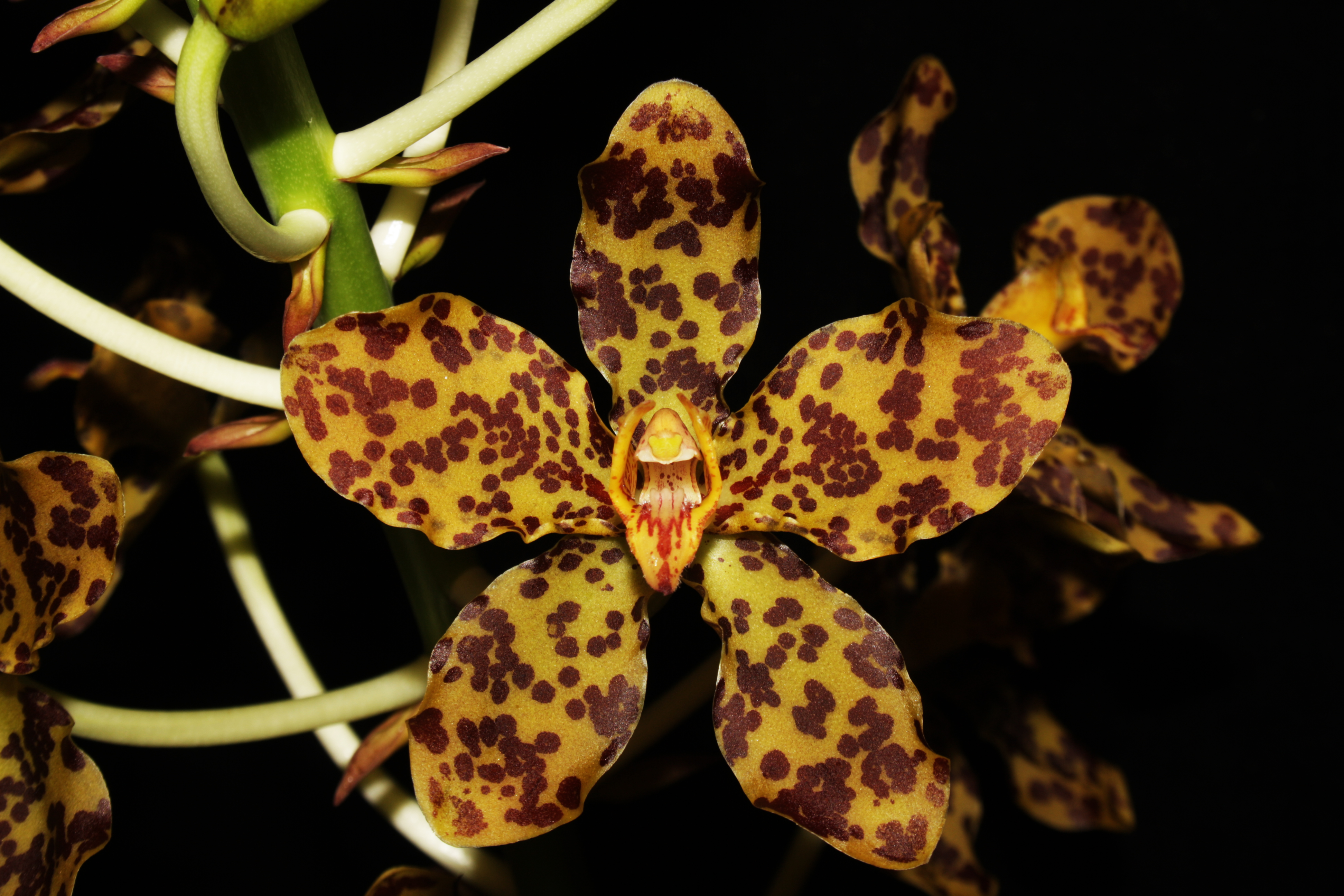 Тигровая Орхидея Grammatophyllum speciosum